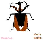 violin beetle.png
