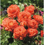 rosebush-orange-sensation.jpg