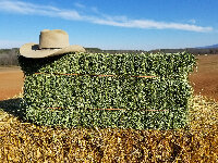 Bale of alfalfa hay with a cowbo.jpg