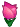 pink tulip.png