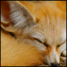 Fennec