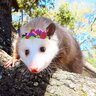 QueenOpossum