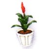 Bromeliaceae.jpg