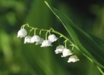 lily-of-the-valley.jpg