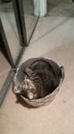 Lilley basket 1.jpg
