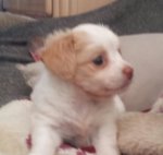 extremelyblurrypupper (1).jpg extremelyblurrypupper (1).jpg