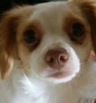 Pupper.jpg Pupper.jpg