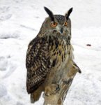 800px-Bubo_bubo_winter_1.jpg