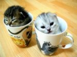 2673342-kittensincups.jpg