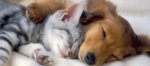 cropped-kitten-puppy-sleep-together-kawai-photo-1.jpg