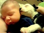 5.16.15-Cutest-Sleeping-Puppies15-590x443.jpg