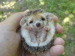 Pork cute animal.jpg