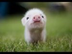 pork 2 cute animal.jpg
