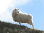 magesticsheep.jpg