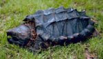 Alligator_snapping_turtle.jpg Alligator_snapping_turtle.jpg