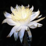 Peniocereus_gre_400.jpg