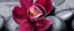 Orquidea-Selvagem-14.jpg