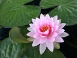 lotus-flower-1600x1200.jpg