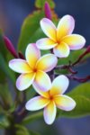 plumerias.jpg
