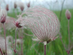 Geum-triflorum-Prairie-smoke-flower.jpg