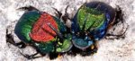 Rainbow Dung Beetles.jpg