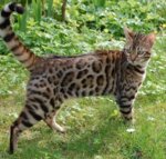 Bengal Cat.jpg
