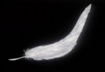 feather.jpg