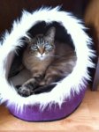 Moms kitty.jpg