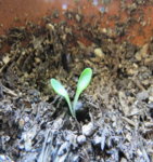 plant resized.jpg