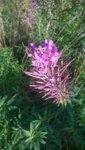 WP_20160919_09_06_53_Pro.jpg