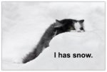 I-has-snow-snowkit-snowclan-9712047-884-591.jpg