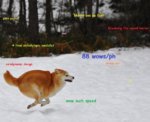 shiba-inu-meme-running.jpg