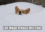 funny-corgi-meme-snow-face.jpg