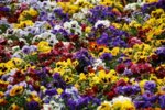 pansy-field-3100861.jpg