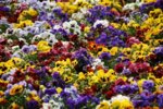 pansy-field-3100861.jpg
