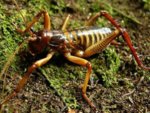 Tree_Weta_(Putangatanga).jpg