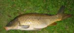 wild-carp--e1363027885348.jpg