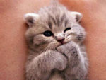 cute-kittens-30-57b30ad41bc90__605.jpg