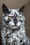 cat.jpg