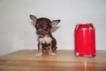 teacupt chihuahua.jpg teacupt chihuahua.jpg