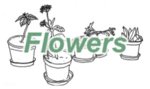flowers.jpg flowers.jpg