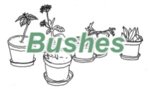 bushes.jpg