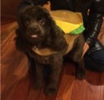 cocoa halloween2014 hamburger.jpg