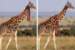 would-giraffes-wear-ties-at-the-top-or-bottom-of--2-16808-1480537317-9_dblbig.jpg