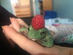ribbbbbiittt.jpg