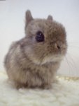 cute-bunny-ears-400x533.jpg