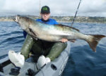 whiteseabass3.jpg