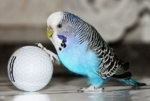 budgie_with_golf_ball.jpg