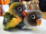 cute-baby-parrots-2.jpg