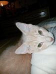 Webp.net-resizeimage.jpg